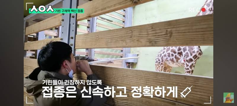 [잡담] 헐 기린 주사 맞는 거 충격이다 | 인스티즈