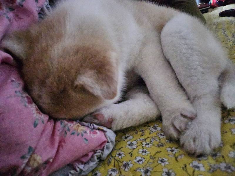 [잡담] 어제 강아지 데려왔다는 사람이야! 이름 정했어! | 인스티즈