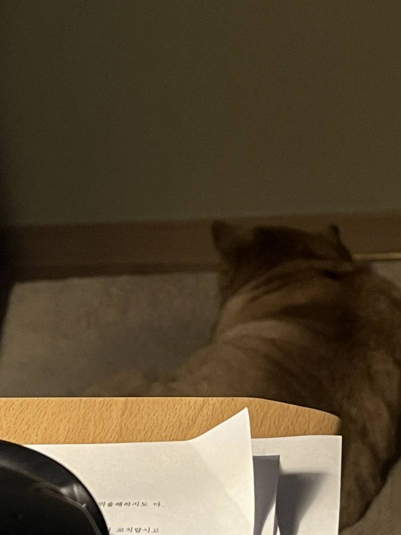 [잡담] 강지랑 둘이 있는데 너뮤 짖어서 방에 모셔다 놓음ㅠㅠ | 인스티즈