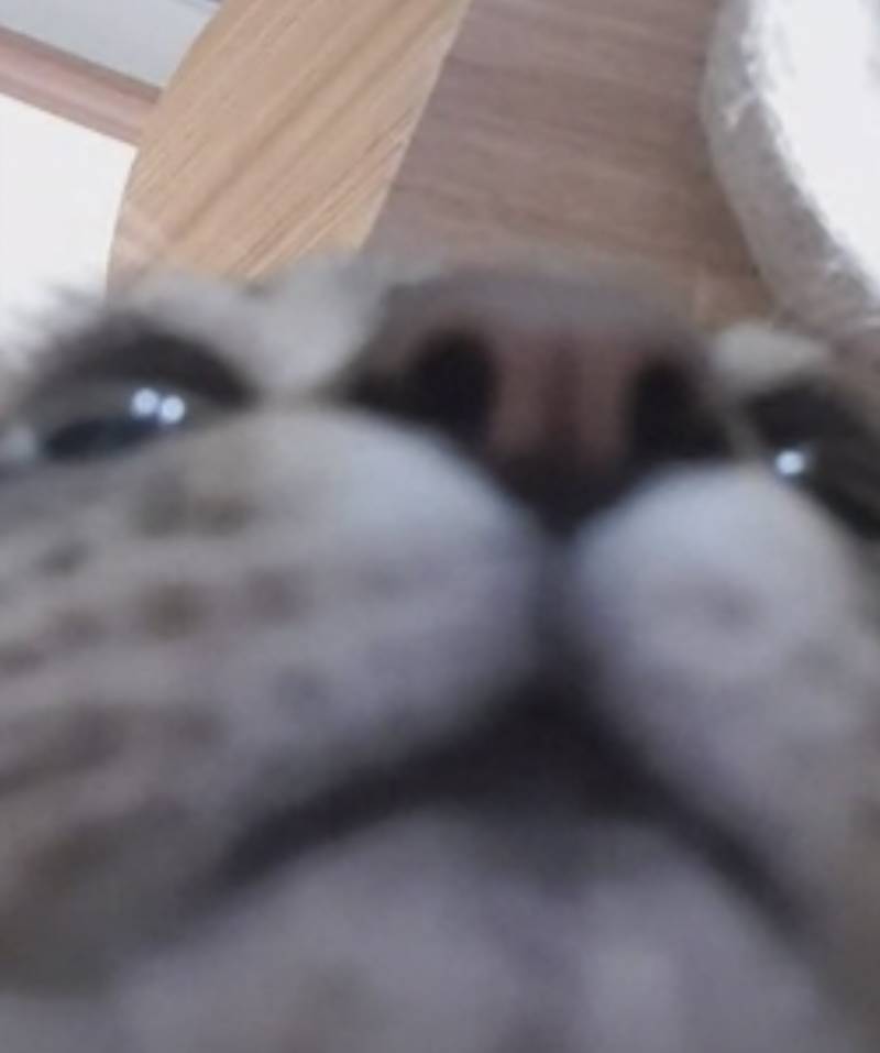 [잡담] 우리집 기여운 고양이 보고 가 | 인스티즈