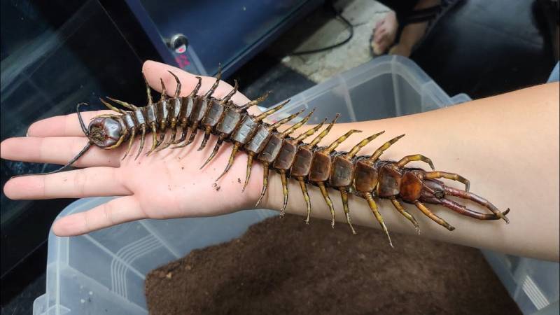 [잡담] 헐 충격이다.. 큰 지네는 개구리 다람쥐 토끼 심지어 개,고양 아기도 잡아먹는대 | 인스티즈