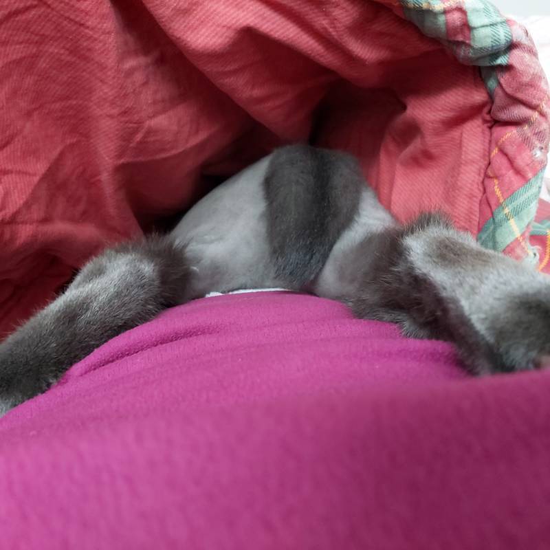 [잡담] 고양이 궁뎅이 | 인스티즈