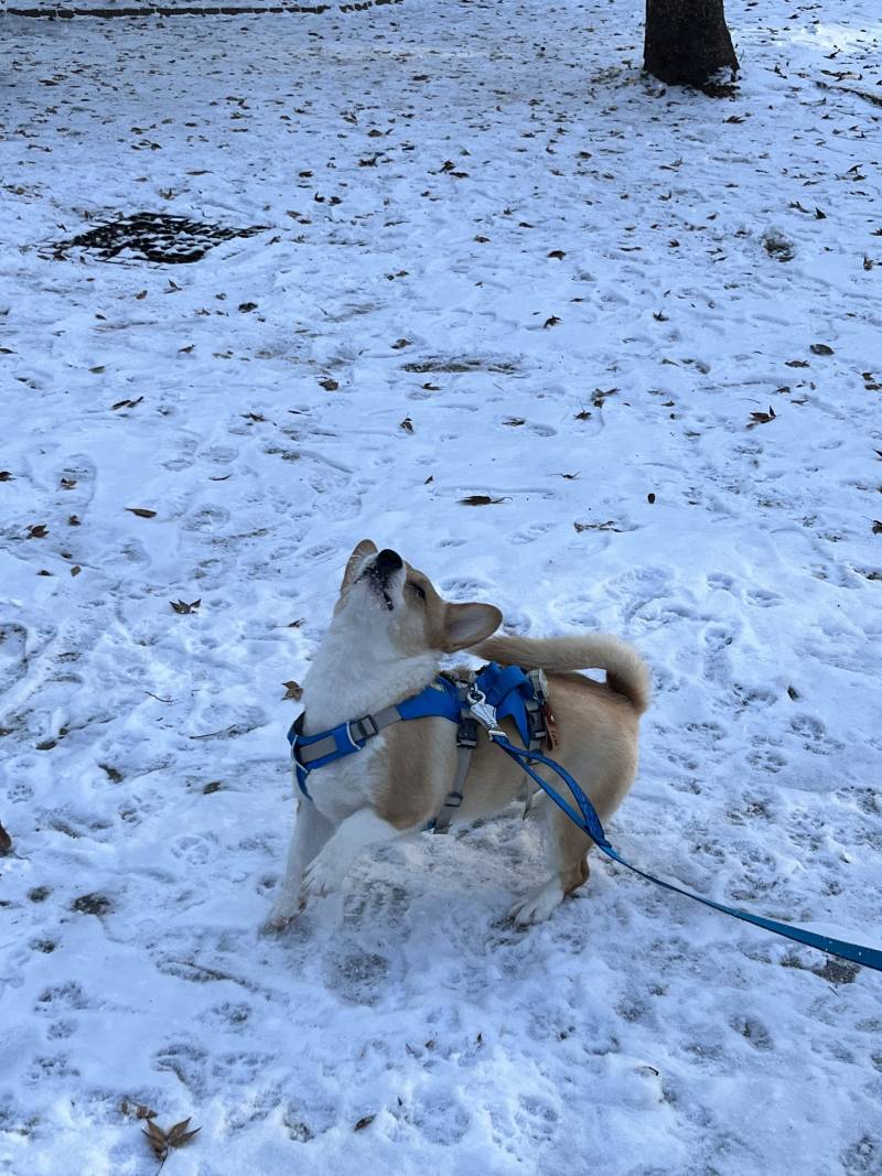 [잡담] 겨울 되면 행복한 강아지 | 인스티즈