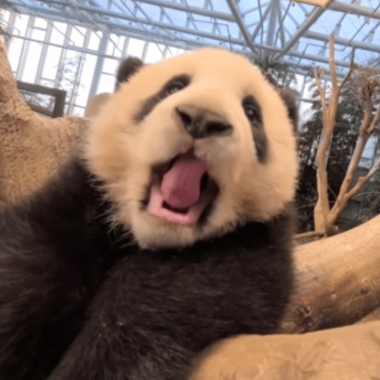 [잡담] 푸바오 : 크아아앙! 나 무섭지?! | 인스티즈