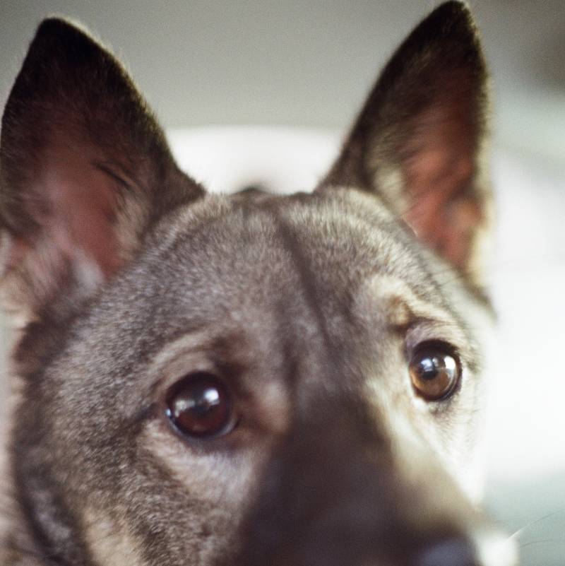 [잡담] 필카로 찍은 우리강아지 | 인스티즈