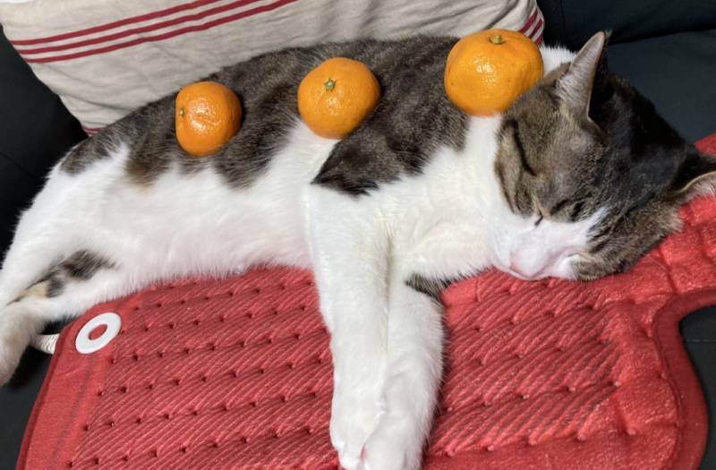 [잡담] 온수팩 위에서 자고있는 고양이 위에 귤 올려놓은 사진 | 인스티즈