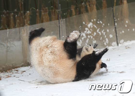 눈이 와서 신난 웃고 있는 푸바오 | 인스티즈