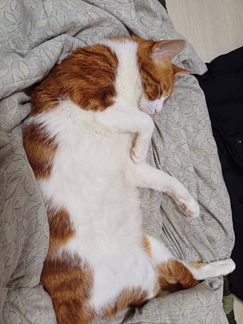 [잡담] 고양이 자고있는데 뱃살 만지고 싶어 | 인스티즈