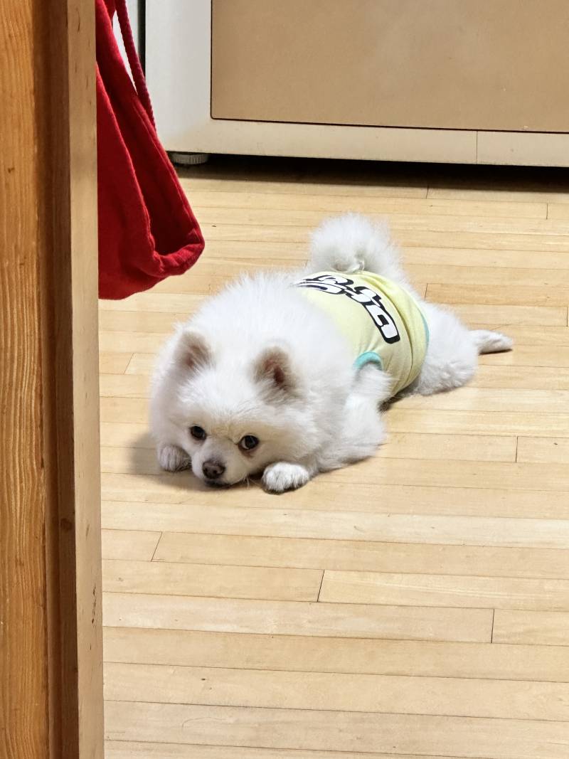 [잡담] 강아지일까 여우일까? | 인스티즈