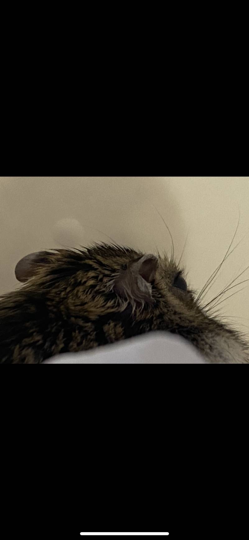 [잡담] 햄스터도 속눈썹이있다고 해서 우리집 햄찌 찍음 | 인스티즈