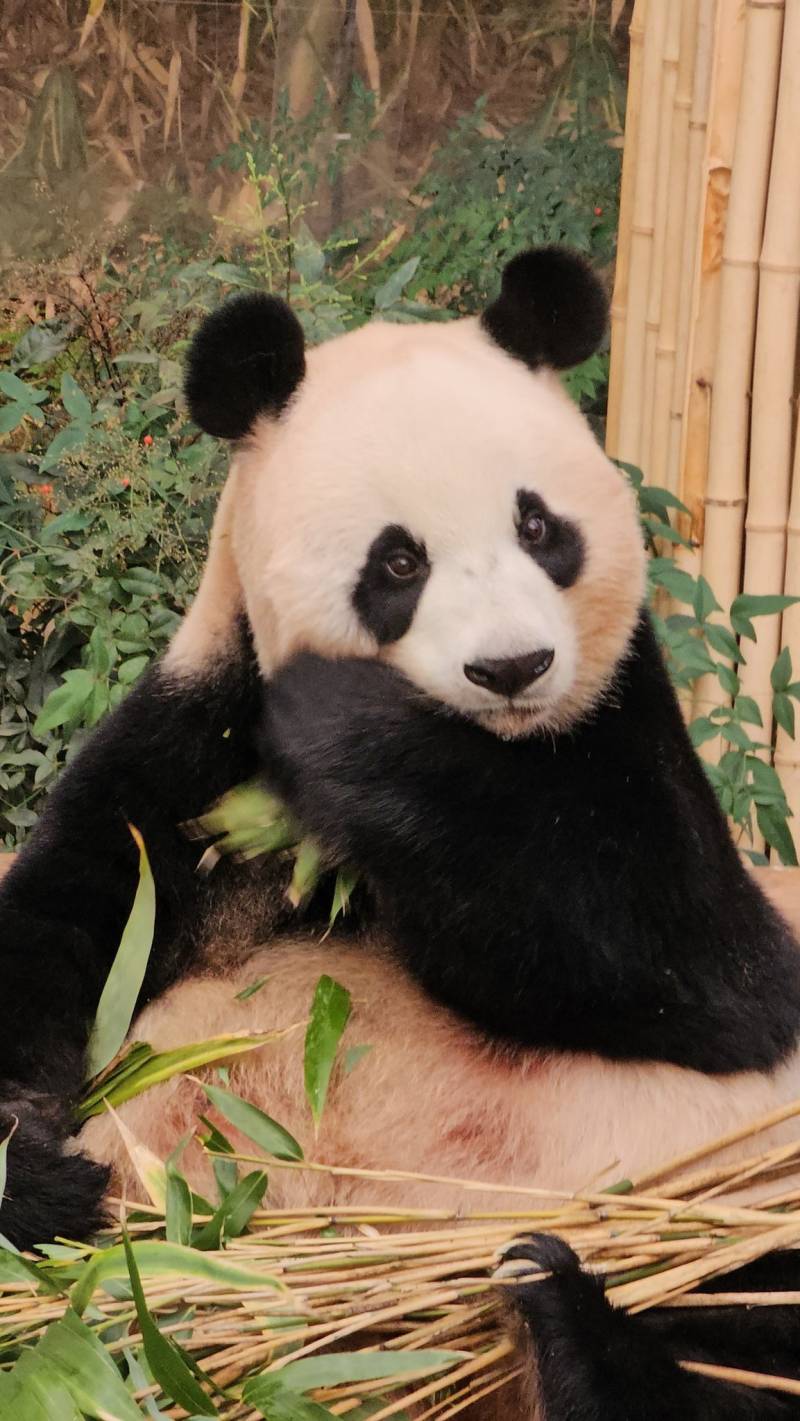 [잡담] 오늘 사랑이 방사장 나왔나보네! | 인스티즈