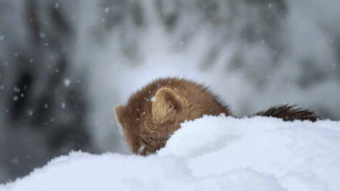 백두산에서 살고있는 귀여운 동물들.gif | 인스티즈