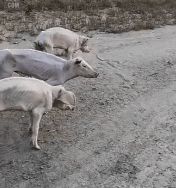 보는 순간 2초간 인지부조화 오는 북한 돼지들 근황 ㅎㄷㄷㄷ | 인스티즈