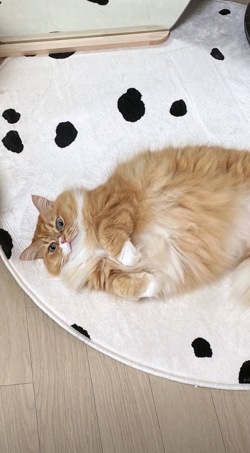 [잡담] 우리집 고양이 귀엽지 자랑글임 | 인스티즈