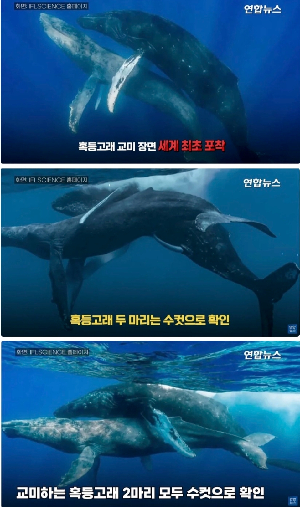 [정보/소식] 세계최초 혹등고래 교미장면포착 그런데.. | 인스티즈