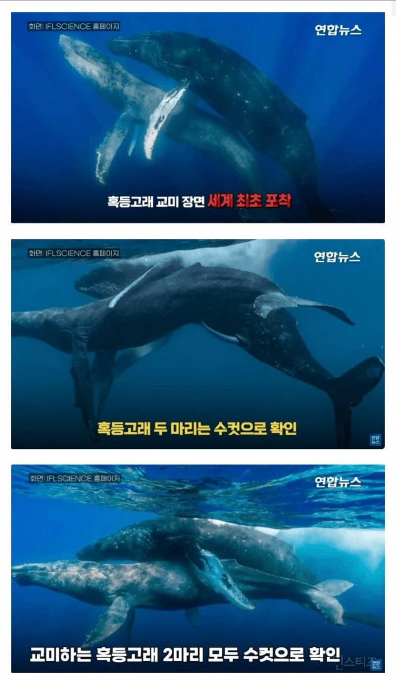 세계최초 흑동고래 짝짓기 장면 포착 | 인스티즈
