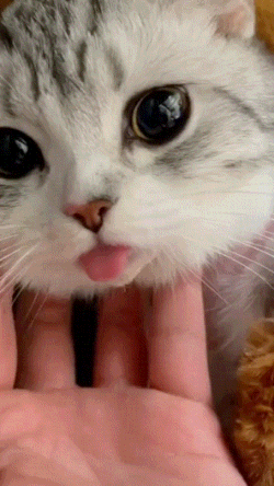 배고파서 올리는 고양이 혀 장난 영상들 | 인스티즈