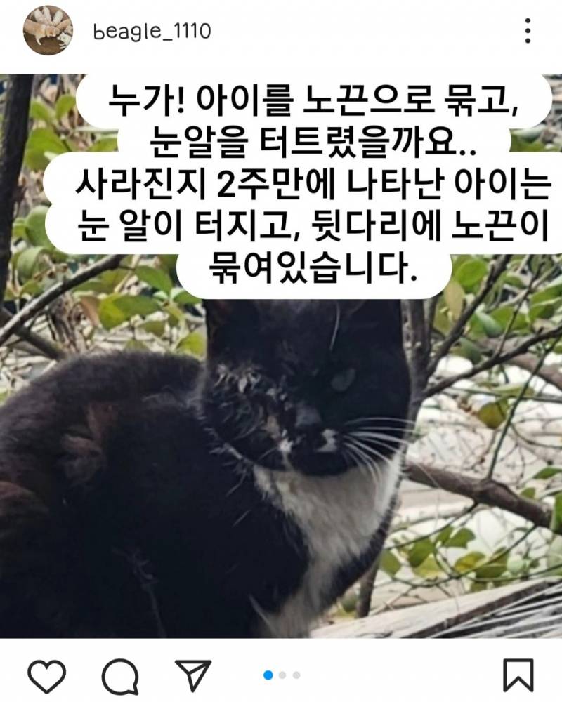 [잡담] 김포에 강아지, 고양이 성폭행 하고 다니는 인간 있다는데 | 인스티즈
