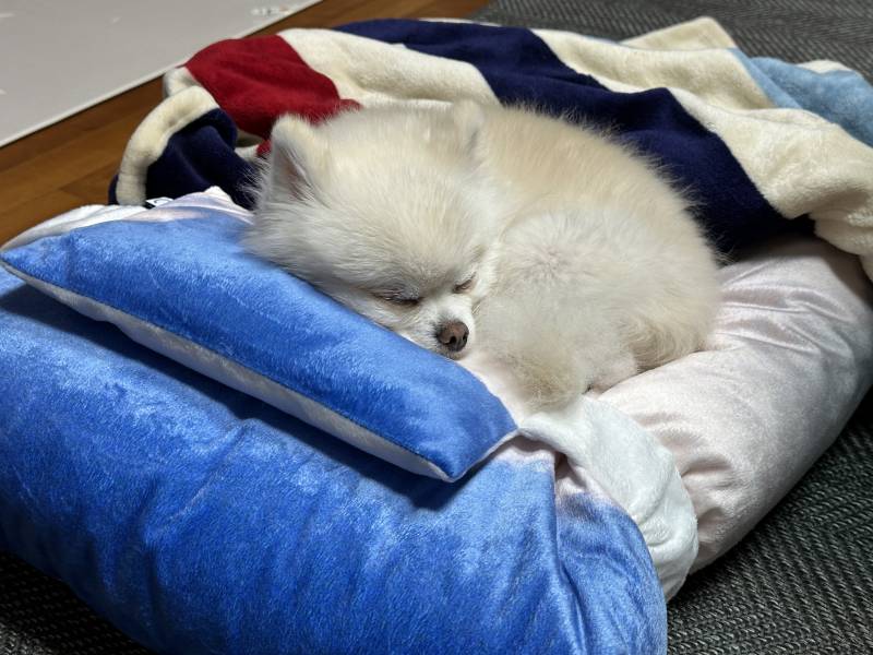 [잡담] 울 강아지 진짜 지 침대 잘 쓴다 ? | 인스티즈
