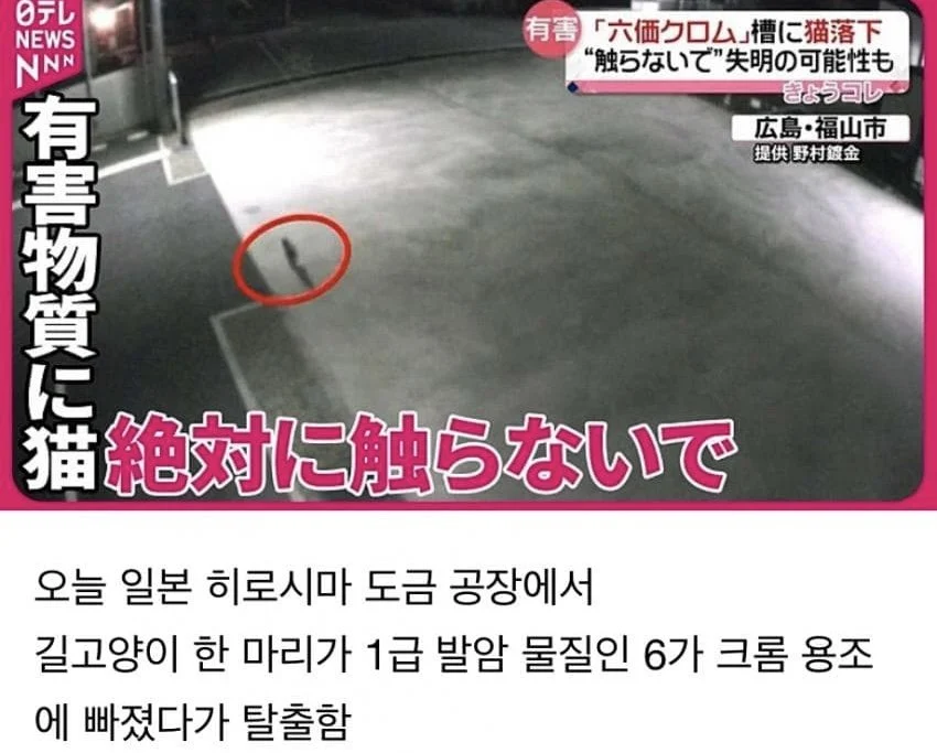 [정보/소식] 오늘 길고양이 사고로 비상 걸린 일본 | 인스티즈