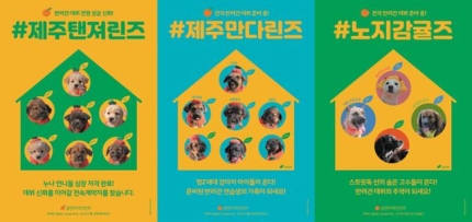 [정보/소식] 국내 첫 강아지 아이돌 그룹 18마리, 2년 반 만에 모두 '데뷔' 성공 | 인스티즈
