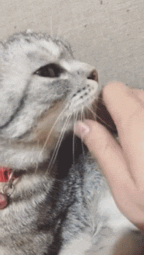 배고파서 올리는 고양이 혀 장난 영상들 | 인스티즈