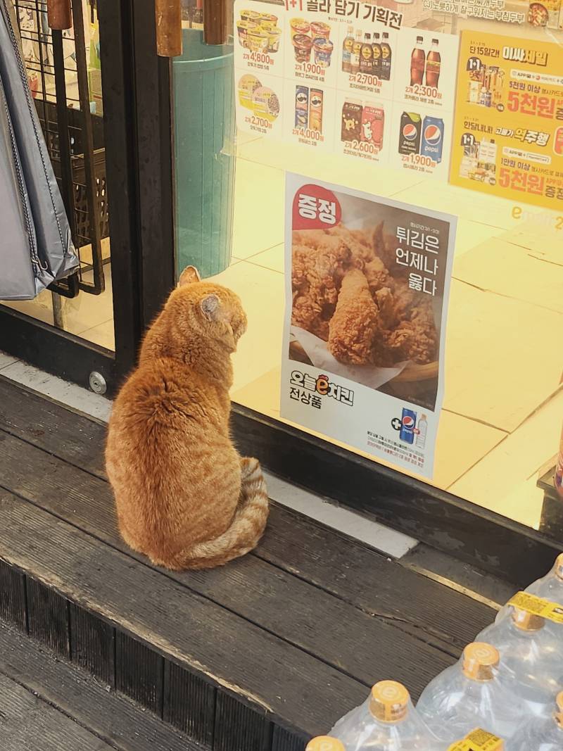 [잡담] 고양이가 치킨 먹고싶나 | 인스티즈
