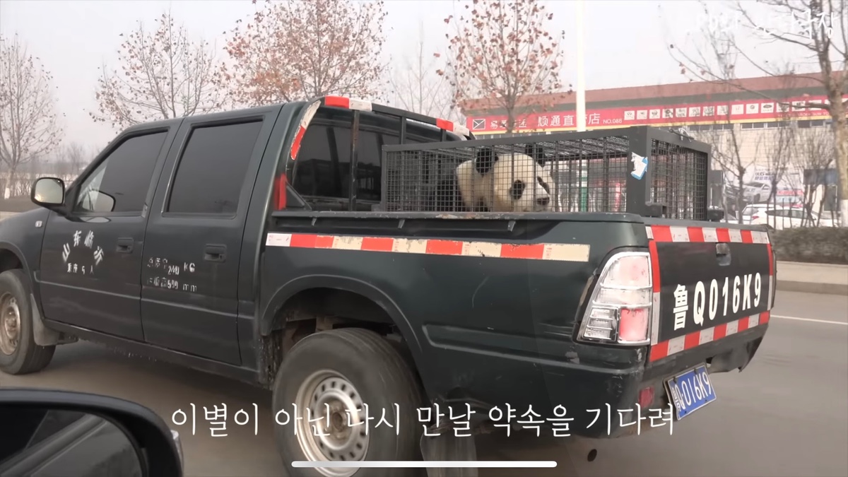 [정보/소식] 중국측에서 청두까지 푸바오 운송하려고 가져온 트럭 | 인스티즈