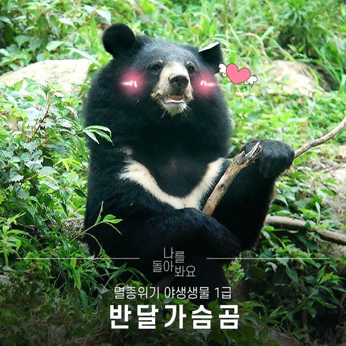 [잡담] 한국 곰은 신경도 안쓰면서 중국 곰에는 환장하는 한국인들?? | 인스티즈