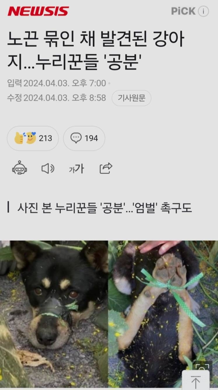 노끈 묶인 채 발견된 강아지…누리꾼들 '공분' | 인스티즈
