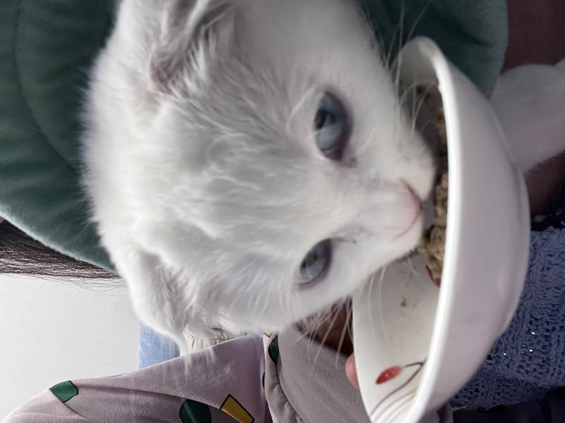 [잡담] 고양이 밥 먹는데 사진 찍으면 째려봄 ㅋ | 인스티즈