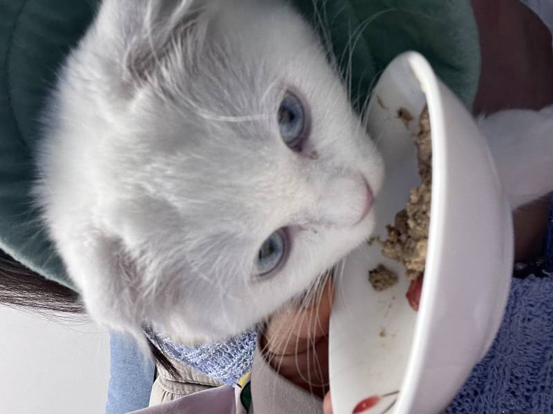 [잡담] 고양이 밥 먹는데 사진 찍으면 째려봄 ㅋ | 인스티즈