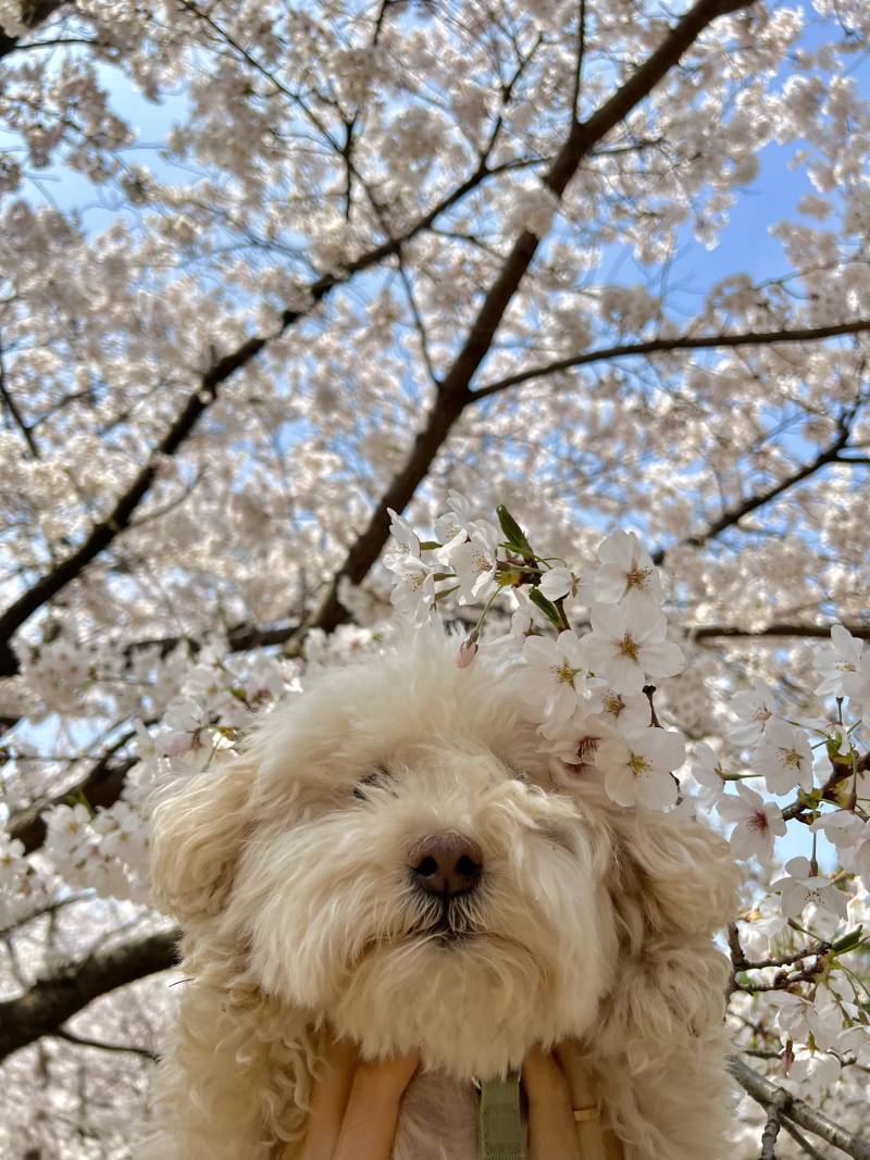 [잡담] 이번엔 벚꽃 사진 성공했다!!!!! | 인스티즈
