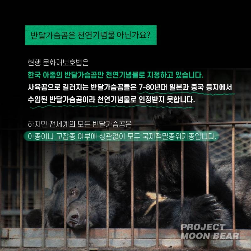 한국엔 판다말고도 철창에서 음쓰먹으면서 쓸개내줘야하는 곰도 있대... | 인스티즈
