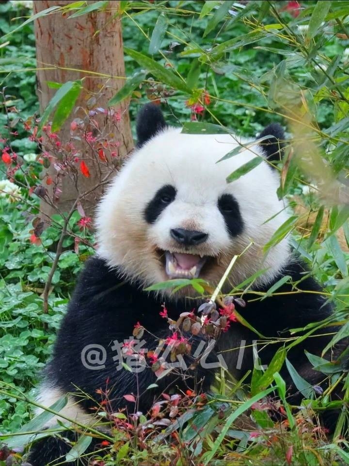 🐼😄° û Ϳ Ǵٷ  õ😄🐼 | νƼ