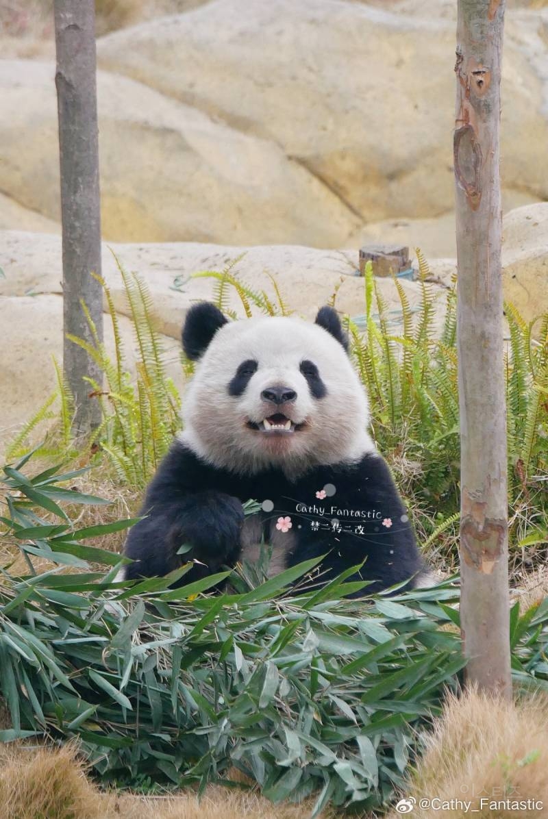 [잡담] 아 판다 중에 얘 진짜 귀엽다 .. | 인스티즈