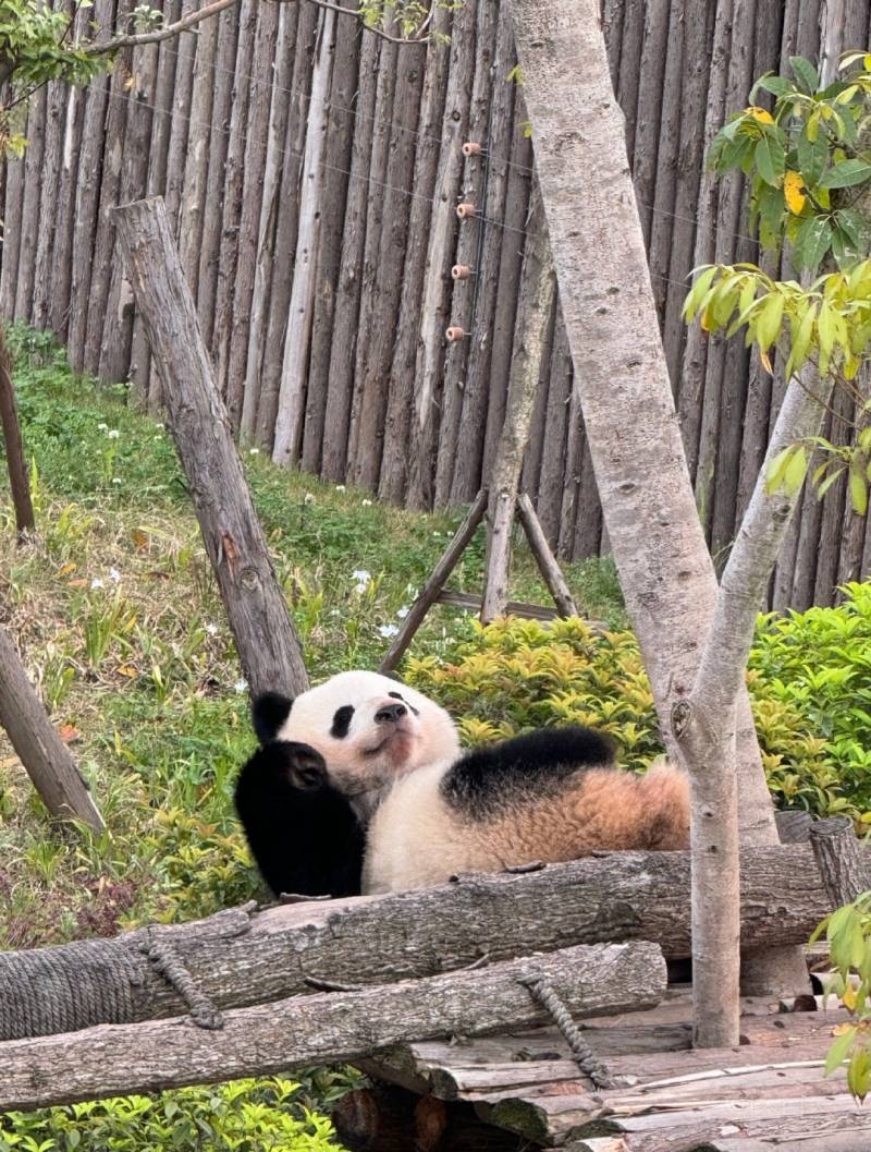 🐼😄웃는게 엄청 귀여운 판다로 유명한 베이천😄🐼 | 인스티즈