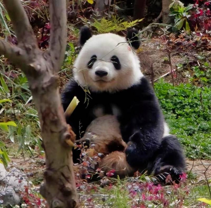 🐼😄웃는게 엄청 귀여운 판다로 유명한 베이천😄🐼 | 인스티즈