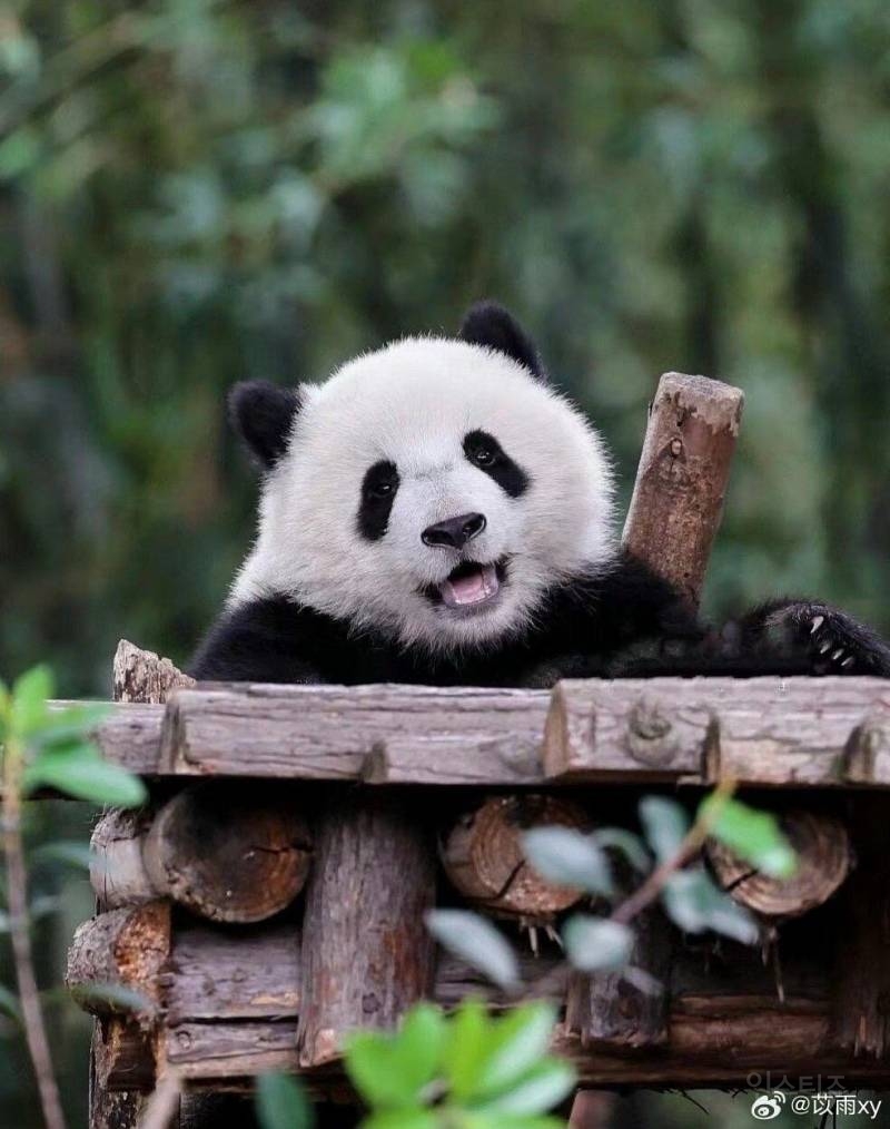 🐼😄° û Ϳ Ǵٷ  õ😄🐼 | νƼ