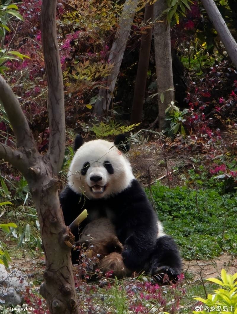 🐼😄웃는게 엄청 귀여운 판다로 유명한 베이천😄🐼 | 인스티즈