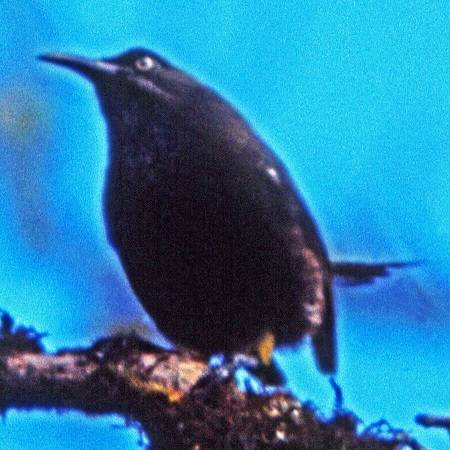 1987년에 마지막으로 발견되고 멸종된 새.mp4 | 인스티즈