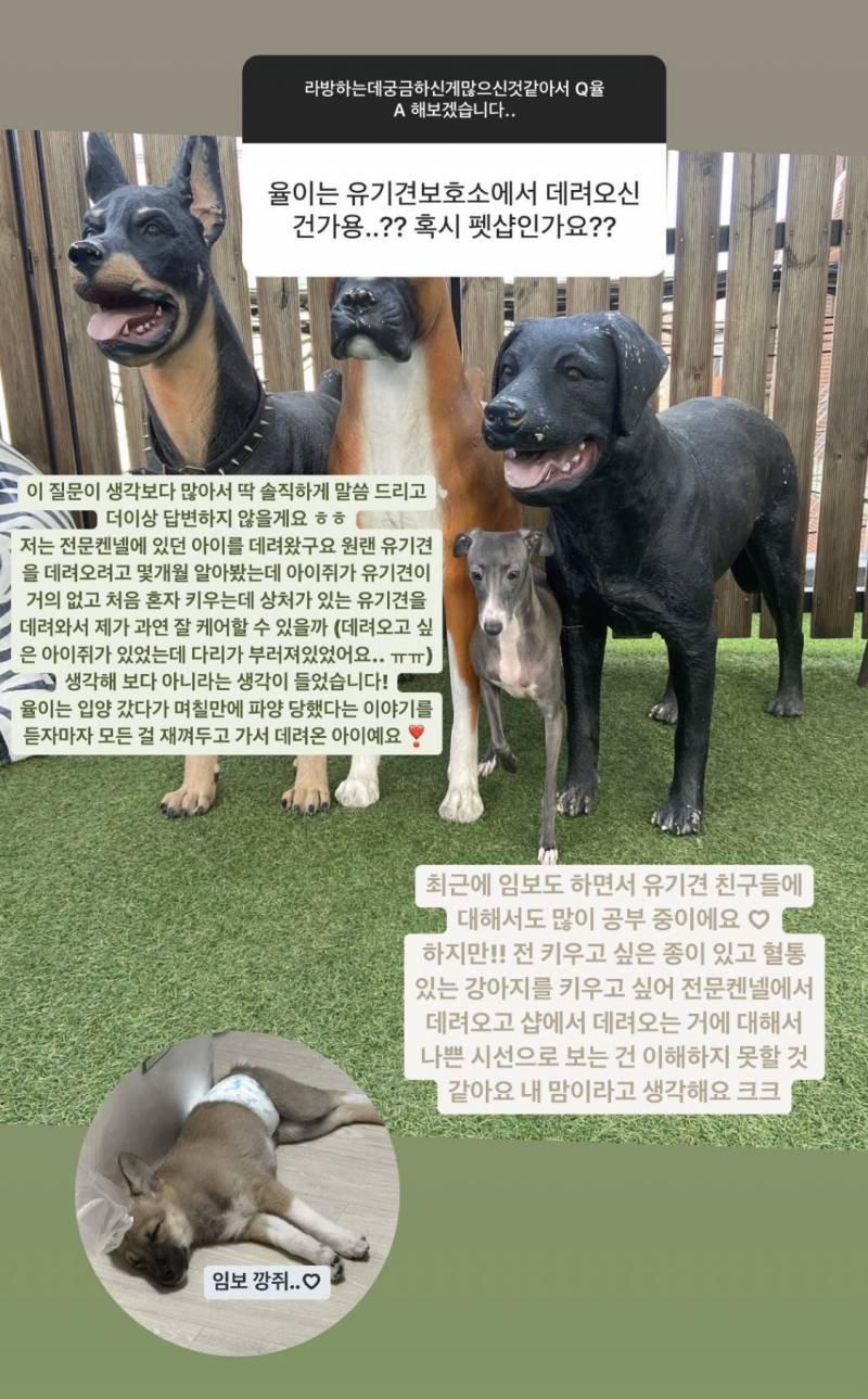 논란중인 킹받는 김율 견주 예전 무물.jpg | 인스티즈