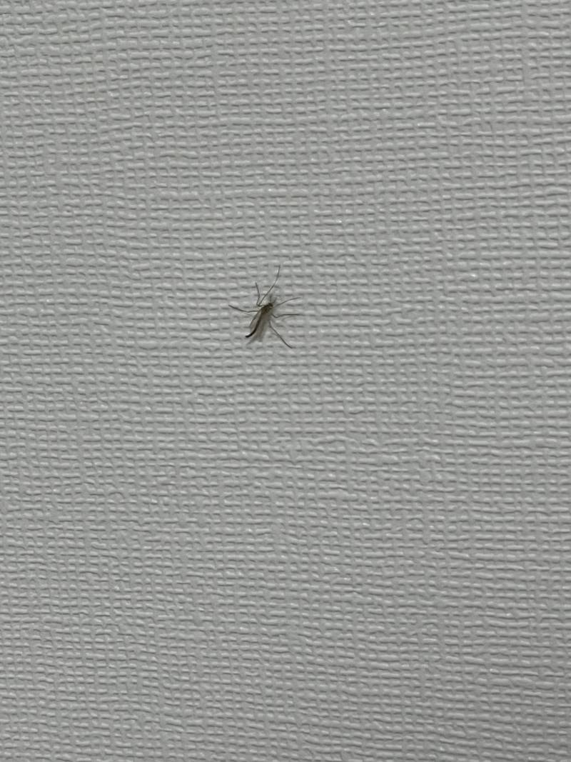 [잡담] 이 벌레 뭔지 아는 사람? | 인스티즈