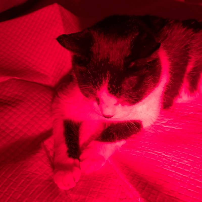 [잡담] 적외선 쬐는 고양이 | 인스티즈
