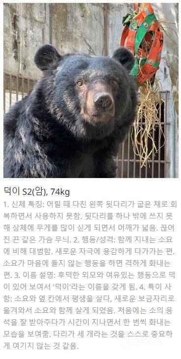 바오네 외에 또 덕질할 곰들 추천하는 글🐻 (웅담채취용 사육곰) | 인스티즈