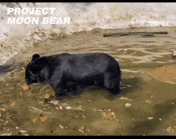 바오네 외에 또 덕질할 곰들 추천하는 글🐻 (웅담채취용 사육곰) | 인스티즈