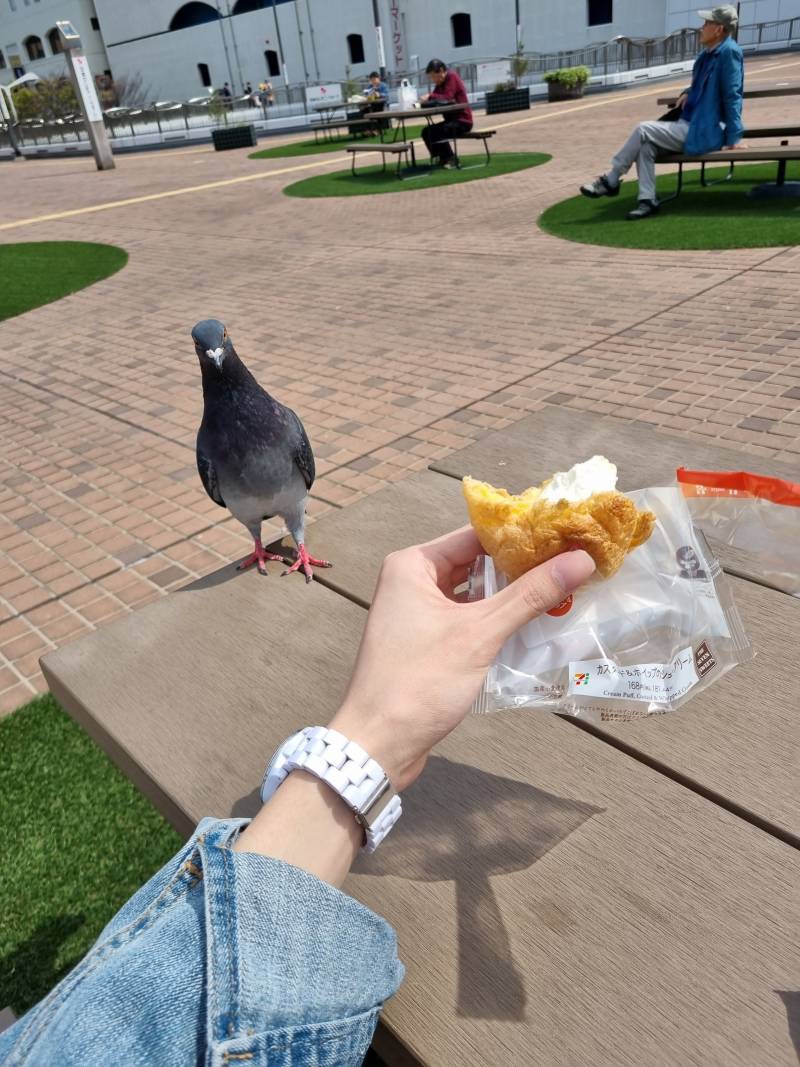 [잡담] 공원에서 빵먹는데 비둘기 오면 | 인스티즈