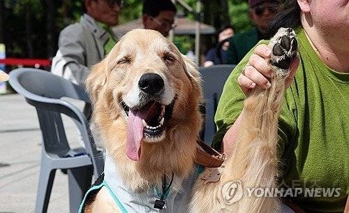 오늘자 봄꽃댕이 축제에서 개인기 퍼포하는 강아지들.jpg | 인스티즈