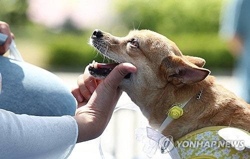 오늘자 봄꽃댕이 축제에서 개인기 퍼포하는 강아지들.jpg | 인스티즈