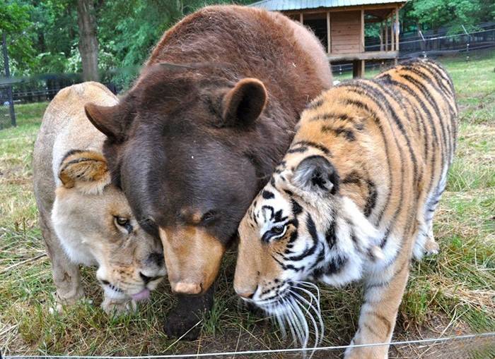 [잡담] 헉 맹수즈 동반승리의 밤🦁🐯🐻 | 인스티즈